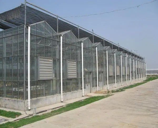 連城連棟溫室大棚